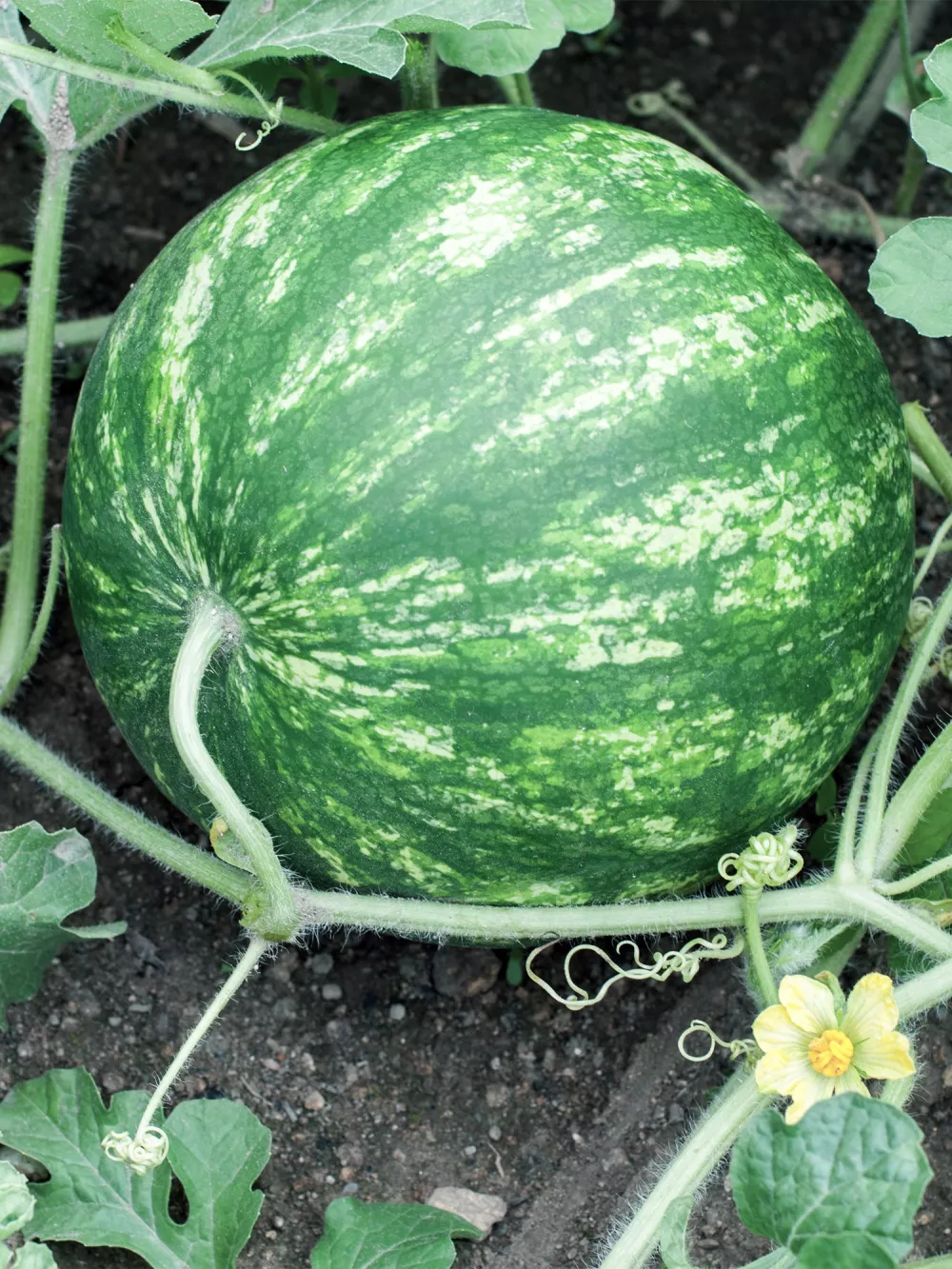 vegetables-melon-v