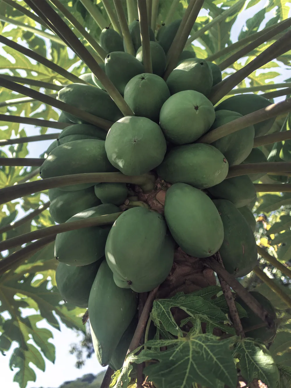 fruits papaya-v
