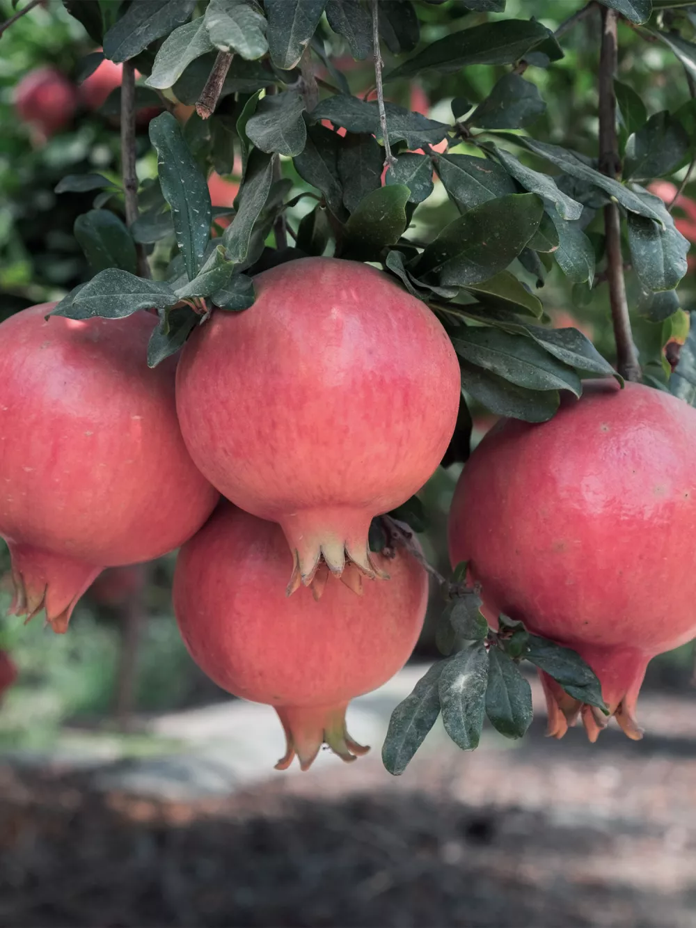 fruits pomegranate-v