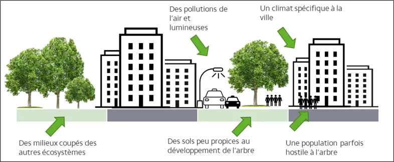L'importance de l'arbre en ville