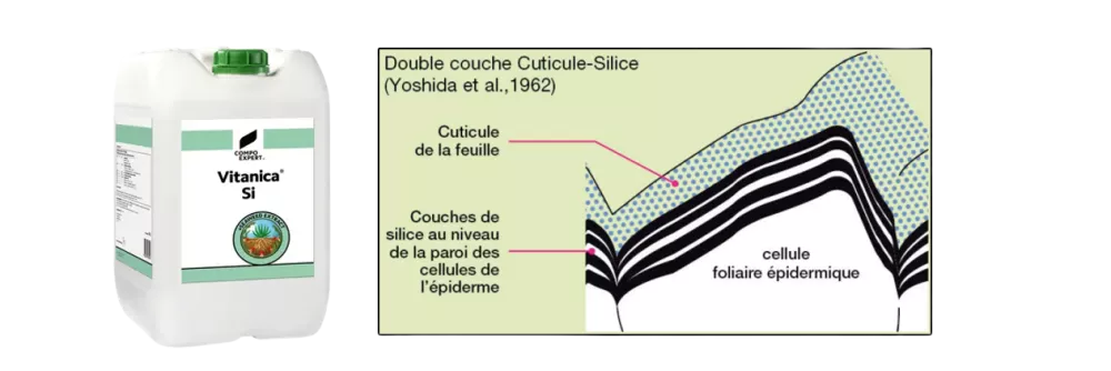 Vitanica® Si la solution proposée par COMPO EXPERT France