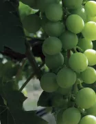 Wine grapes close up