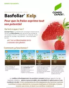 Basfoliar Kelp biostimulant racinaire sur fraisier
