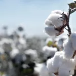 Cotton close up