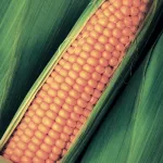 Maize close up