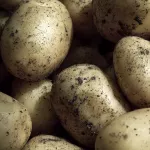 Potatoes close up