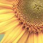 Sunflower title