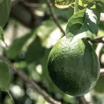 Avocado close up