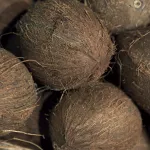 Coconut close up