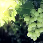 Table grapes close up