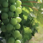 Wine grapes close up