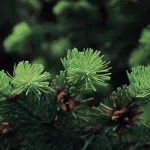 Nursery for trees close up