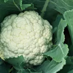 Cabbages close up