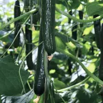 Cucumber close up