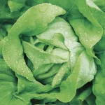 Lettuce close up