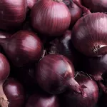 Onion close up