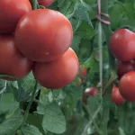 Tomato close up