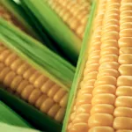 Crops Corn