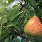 fruits-pear-title