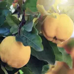 fruits-quince-title
