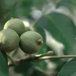 fruits-walnut-title