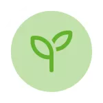 Icon Seedling