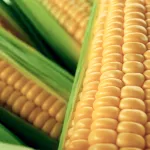 field crops corn title