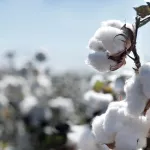 field crops cotton title