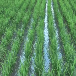 field crops rice_title