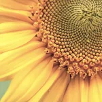 field crops sunflower_title