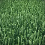 field crops wheat_title