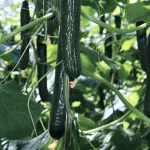 vegetables-cucumber-title