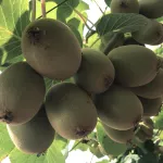 fruits kiwi-title