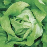 vegetables-lettuce-title