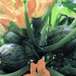 vegetables-pumpkin-zucchini-title