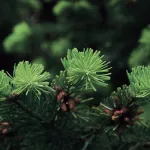 nursery-ornamentals-trees-title