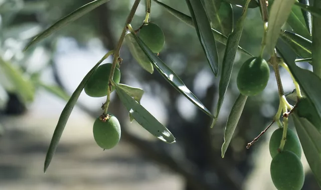 Olives production v