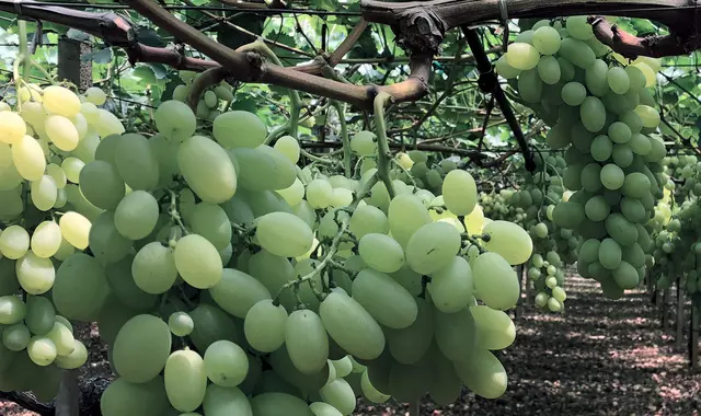 Table grapes production v
