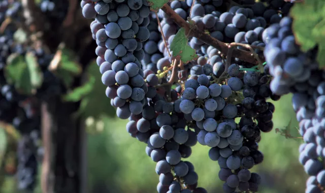 Wine grapes production v