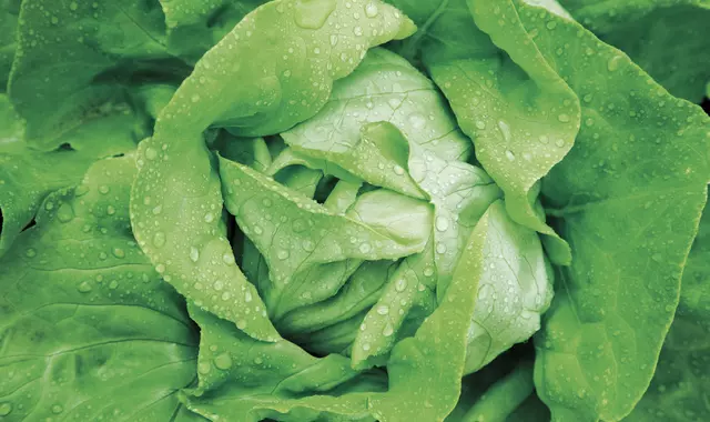 Lettuce close up