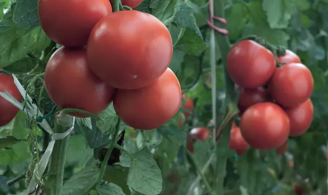 Tomato close up