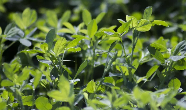 COMPO EXPERT garantiza la efectividad de sus productos en el cultivo de la alfalfa