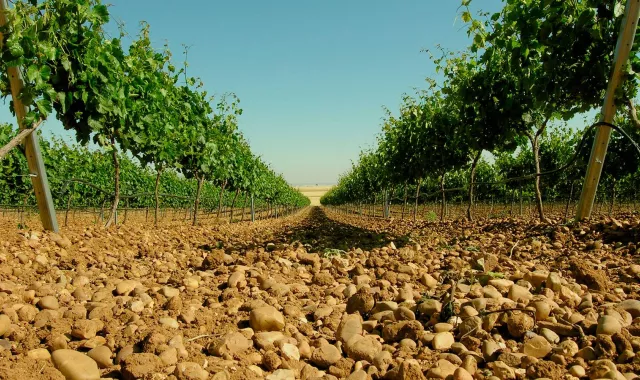 Hace unos días se iniciaron los ensayos en viñedos de Portugal con varios productos bioestimulantes de la compañía