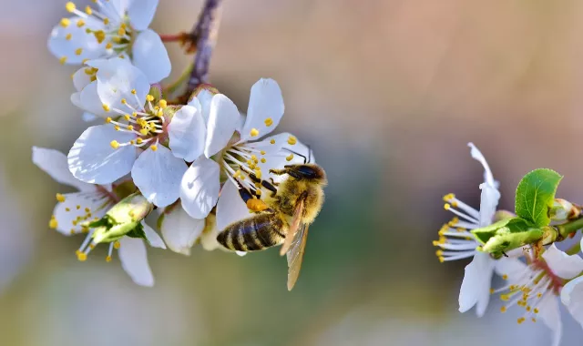 AEVAE y COMPO EXPERT colaboran en la recogida de residuos de envases agrícolas