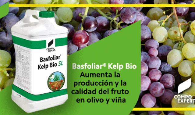 Basfoliar® Kelp Bio y Fetrilon® Combi en olivo y viña