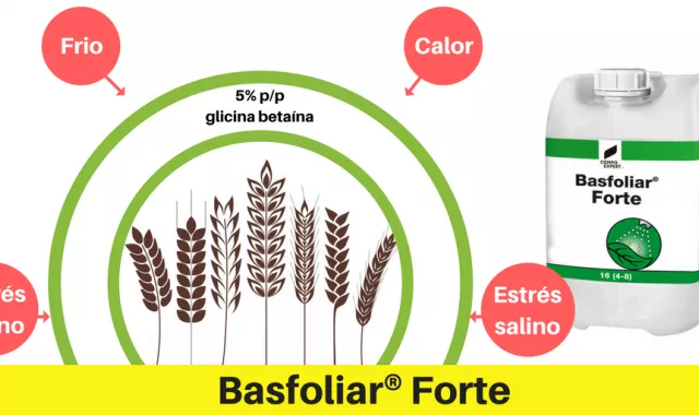 Nexur® y Basfoliar® Forte, aliados para el cereal