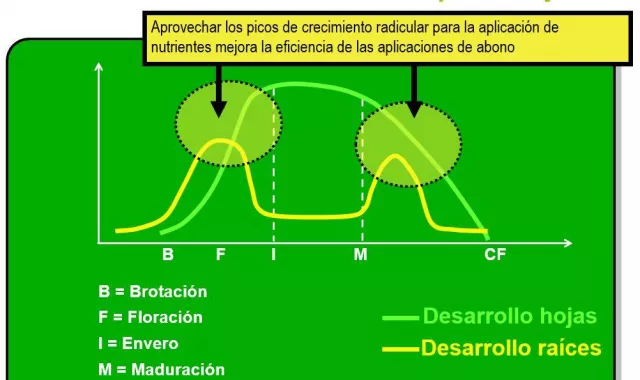 La importancia de la fertilización post-cosecha en leñosos