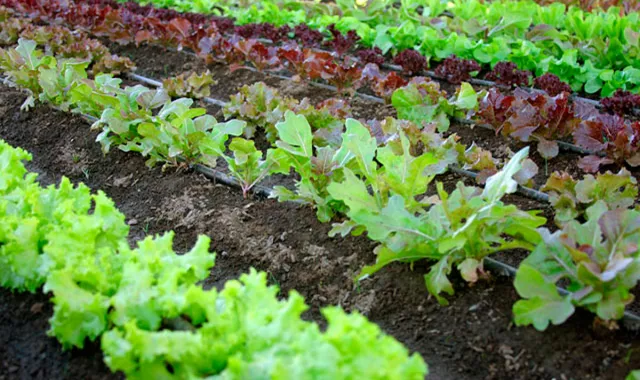 COMPO EXPERT respalda las nuevas normas UNE para el mercado ecológico