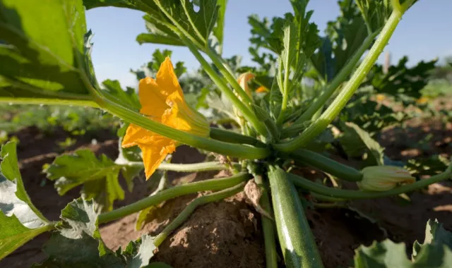 Estrategias de fertirrigación y fertilización foliar en calabacín