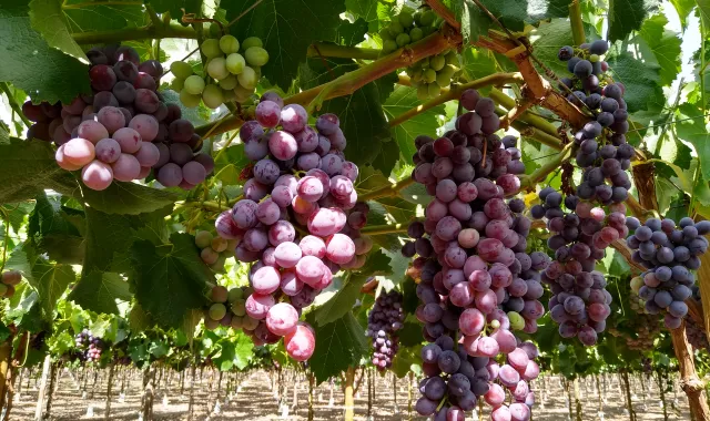 Uvas Rojas